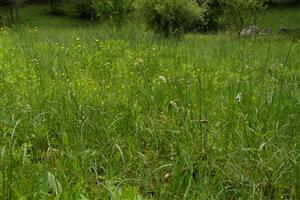 kosená časť lokality